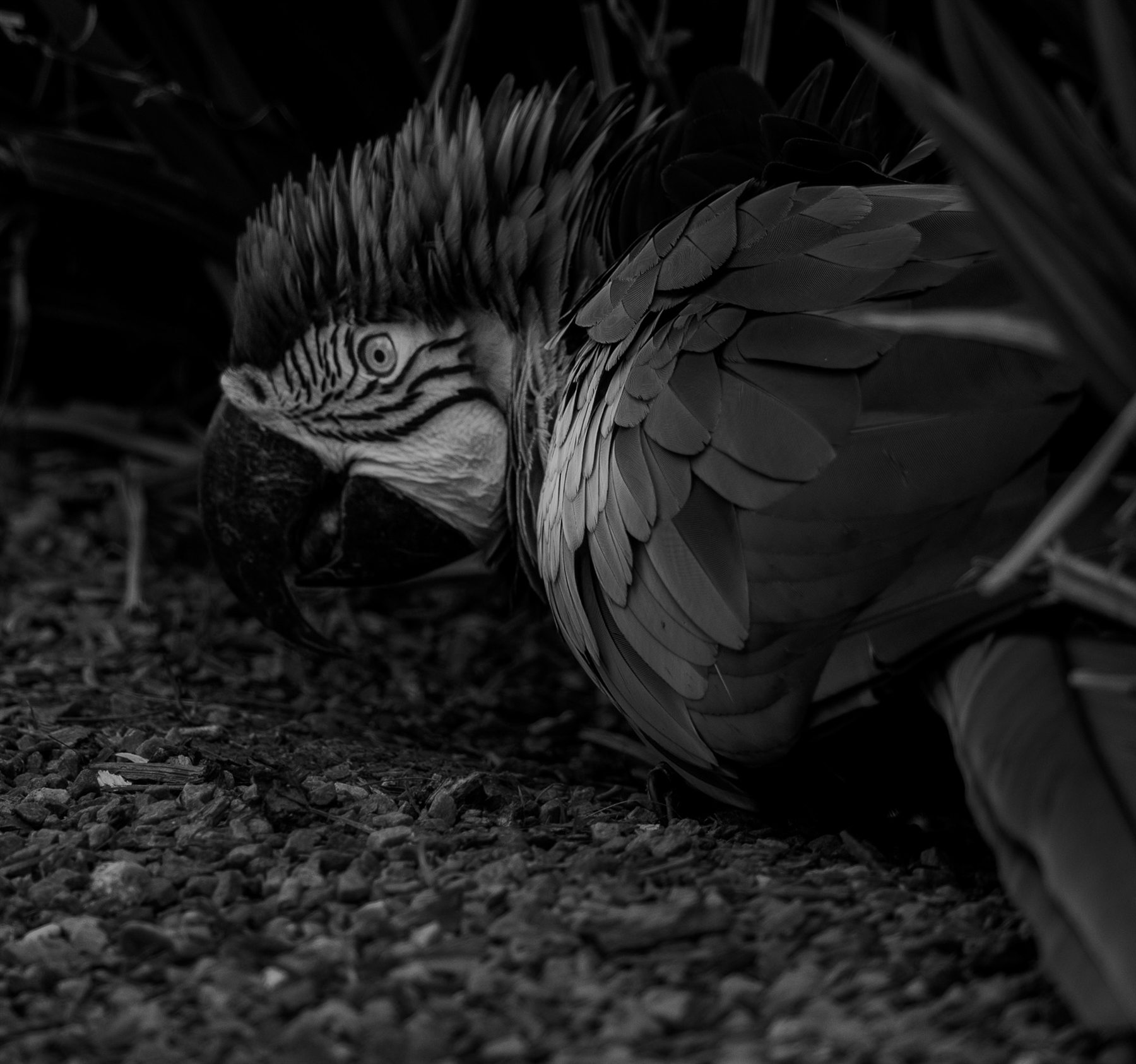 Portrait rapproché d’un ara en noir et blanc.