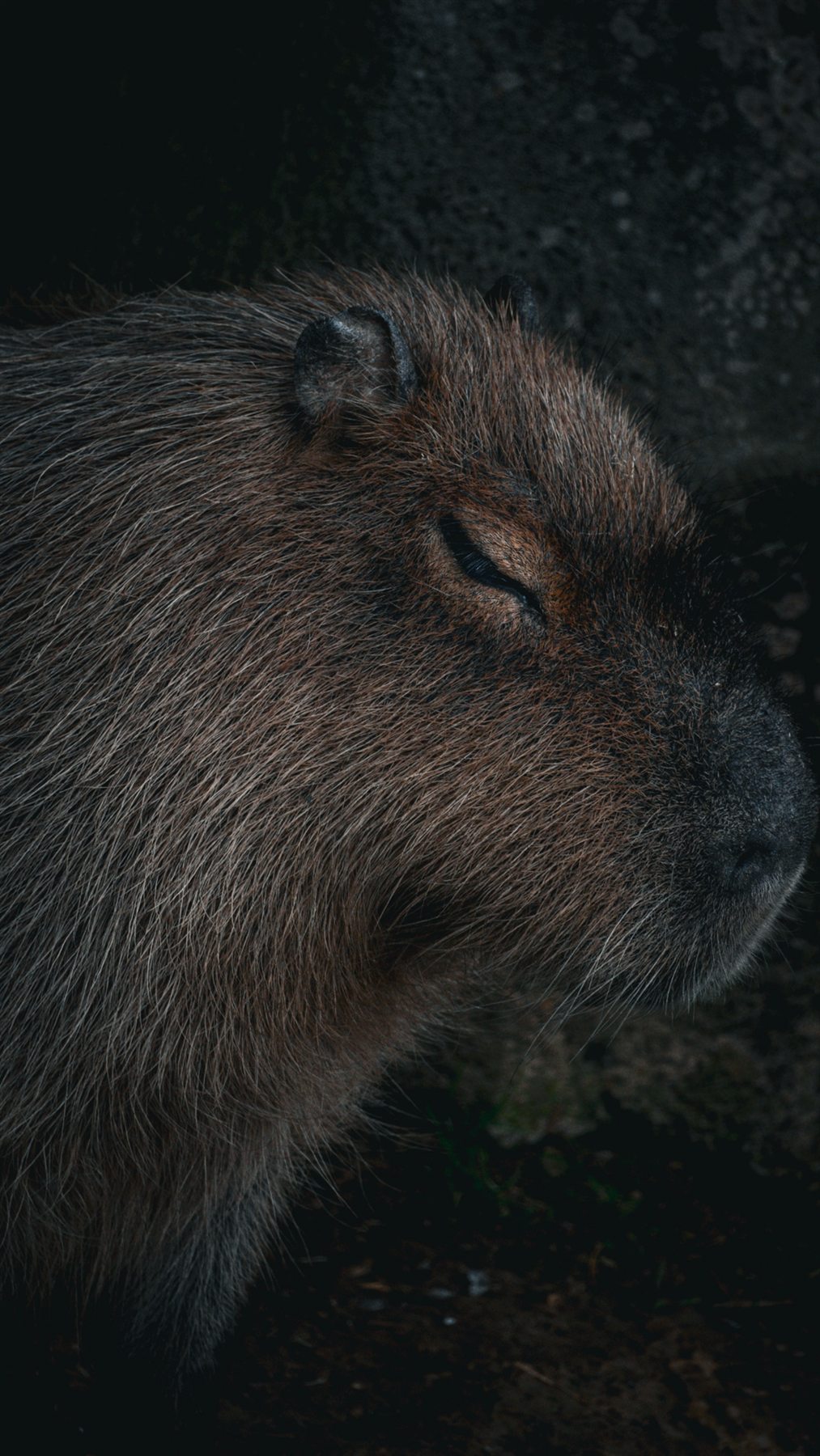 Un capybara se tient au bord de l’eau.