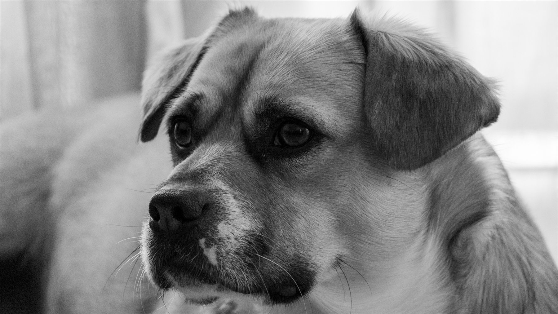 Portrait en noir et blanc d’un chien.