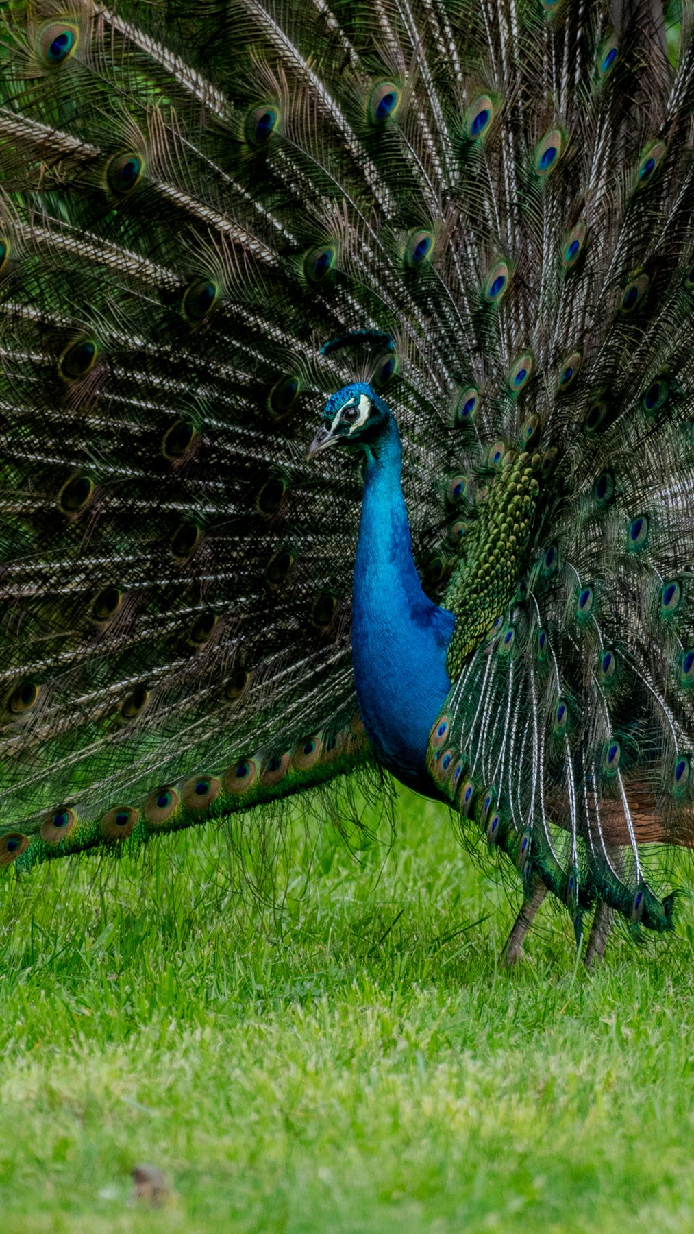 Un paon déploie son plumage.