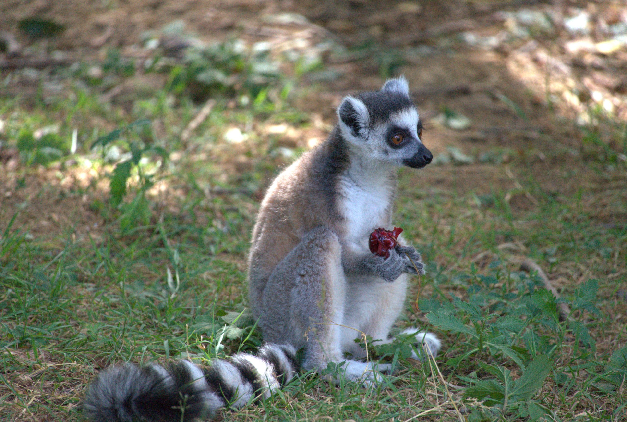 Un lémurien assis dans l’herbe tient un morceau de nourriture rouge entre ses pattes.