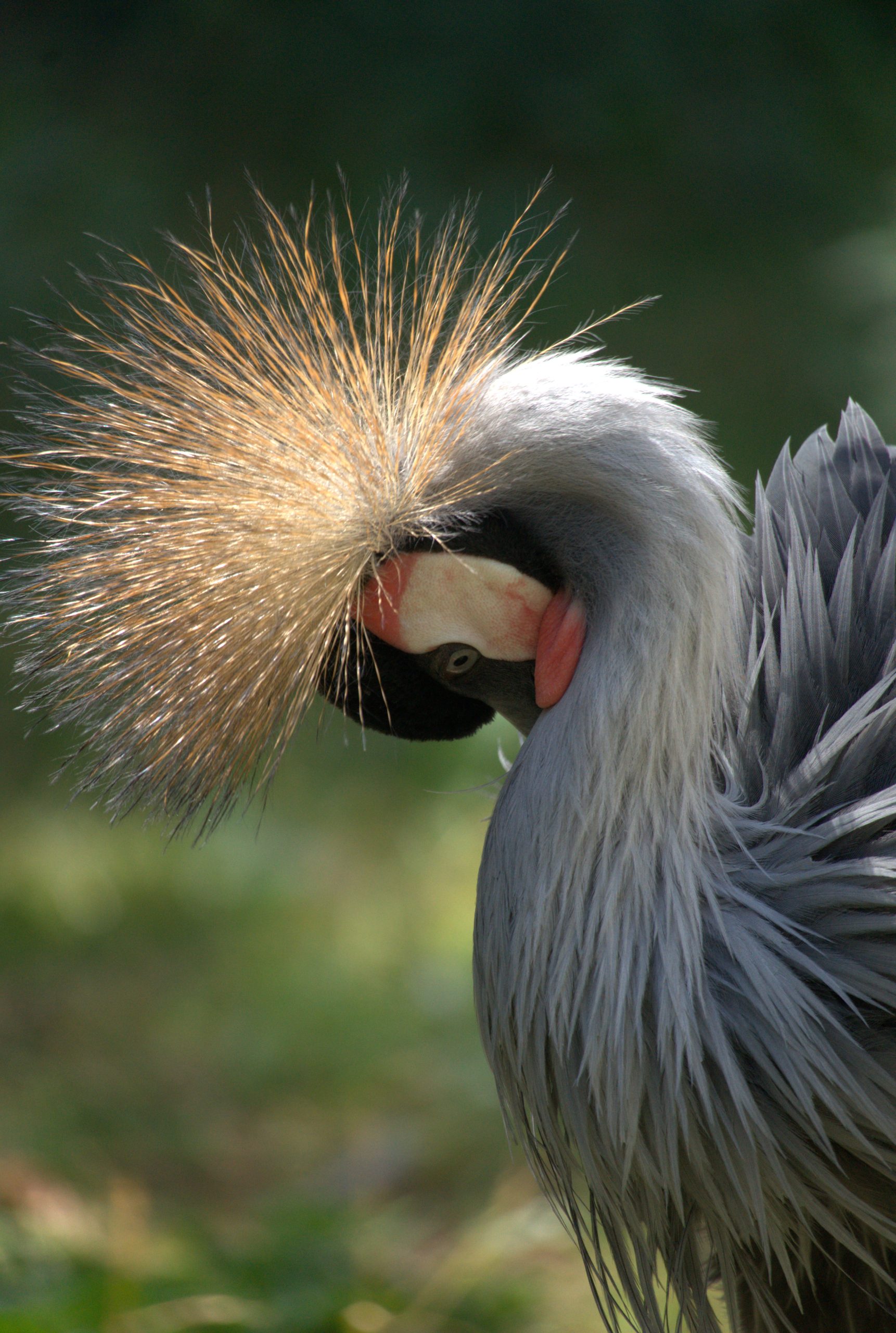 Portrait de profil d’une grue couronnée, la tête inclinée sous sa couronne de plumes dorées.