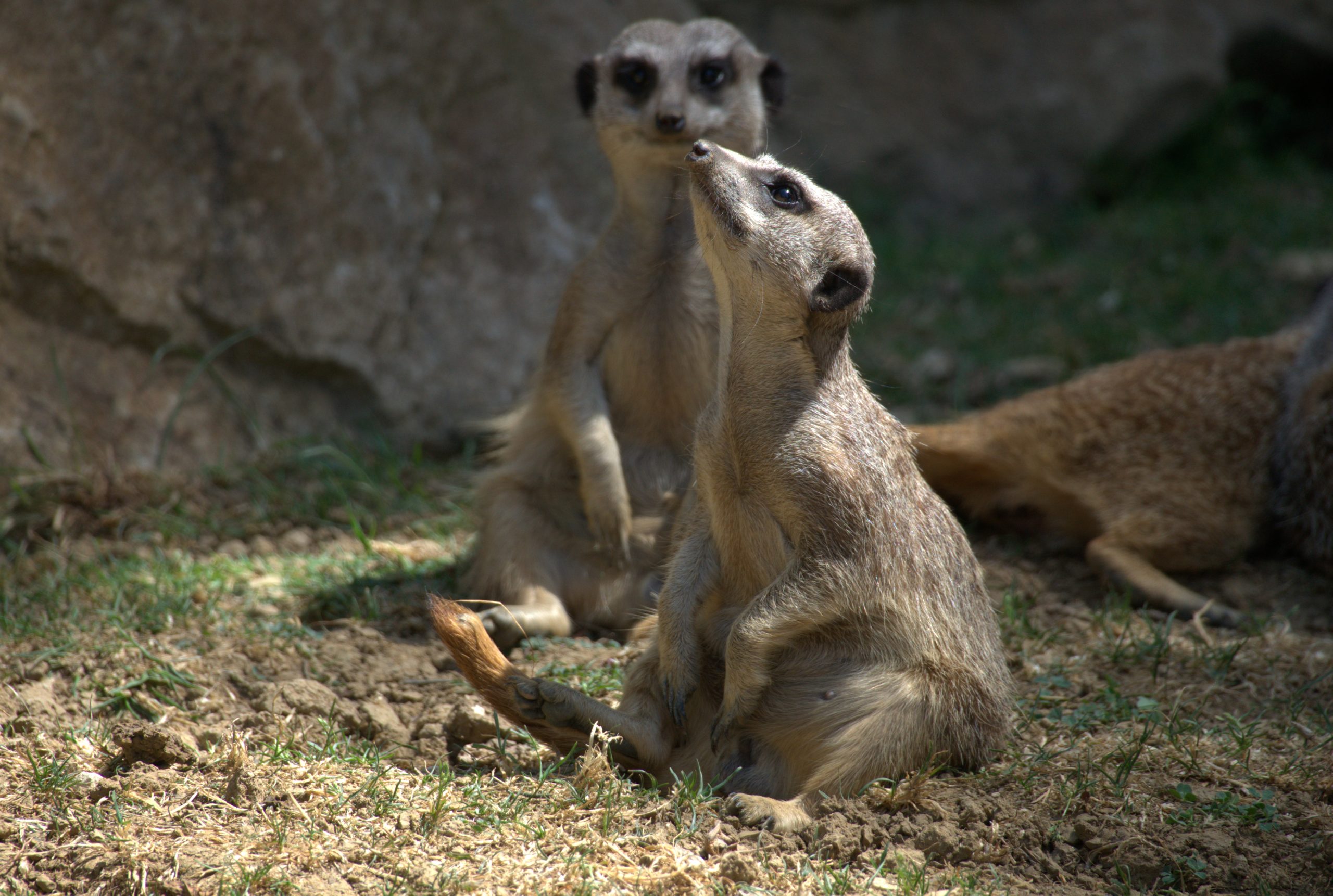 Deux suricates dressés l’un derrière l’autre, près d’un rocher.