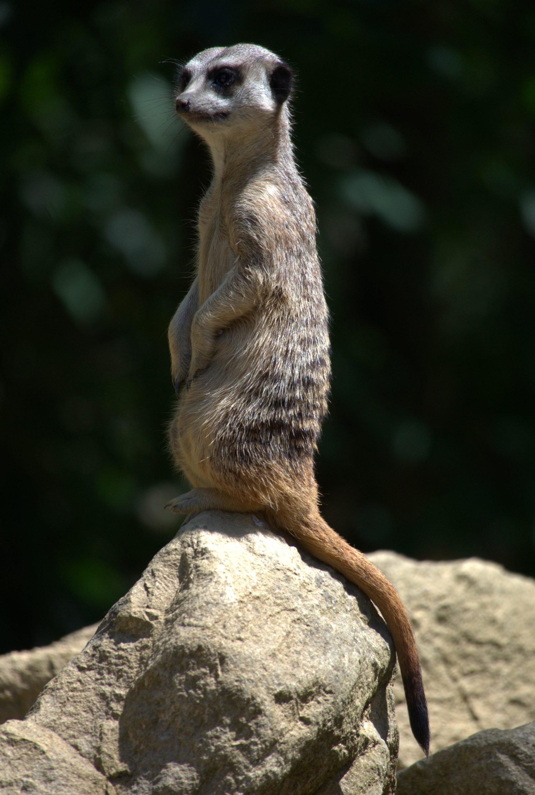 Un suricate debout sur un rocher surveille les alentours.
