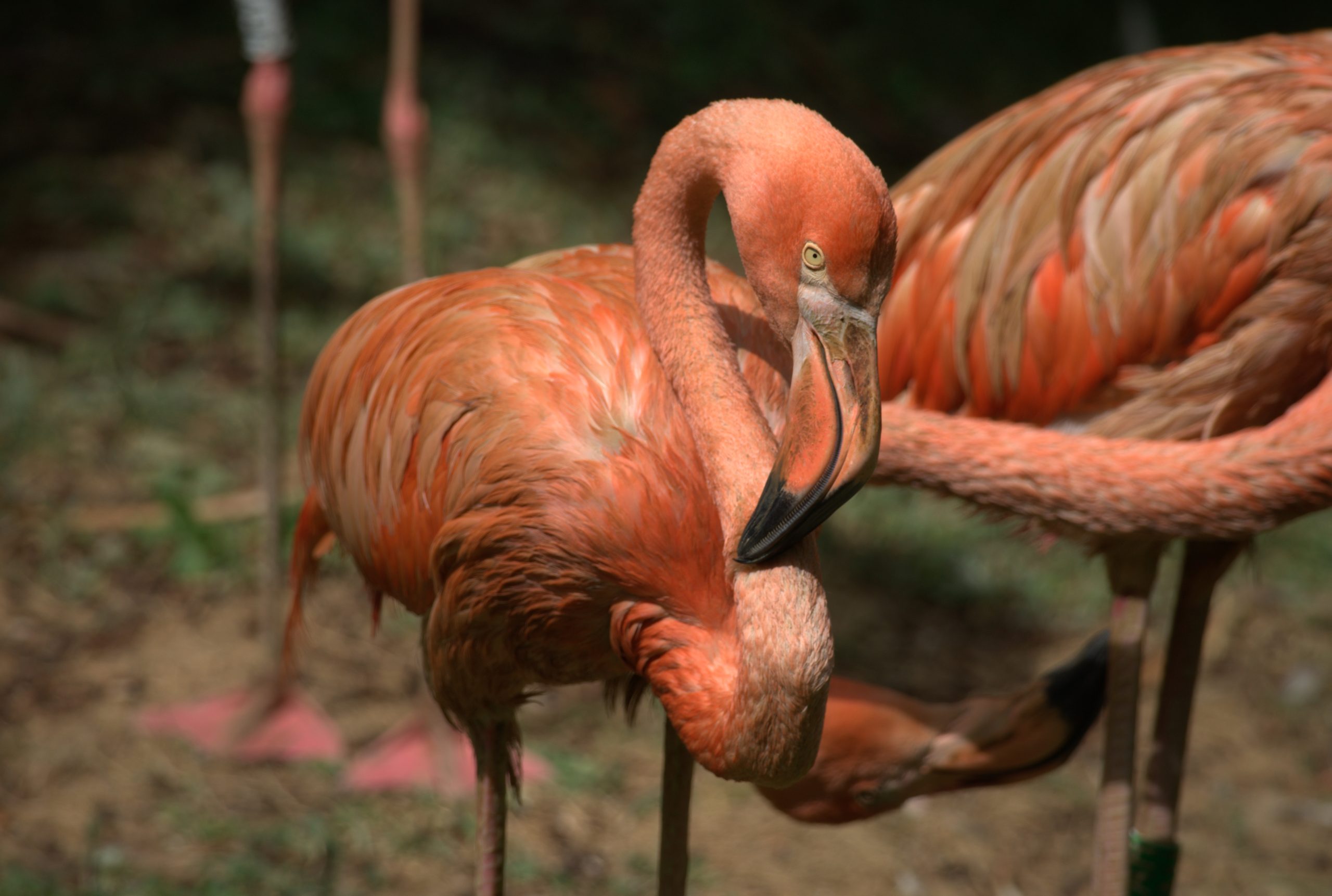 Un flamant rose courbe son cou pour lisser les plumes de son aile.