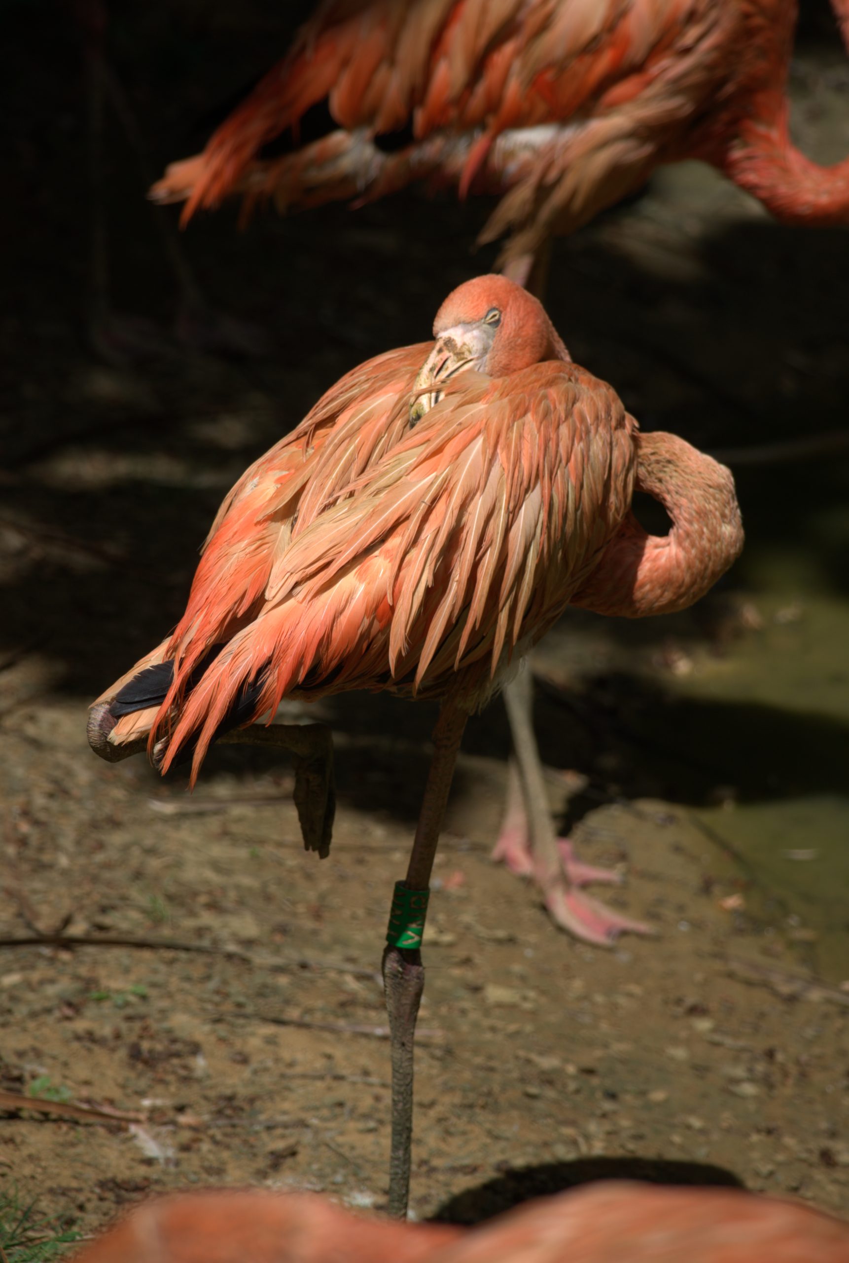 Un flamant rose vu de dos repose la tête dans son plumage.