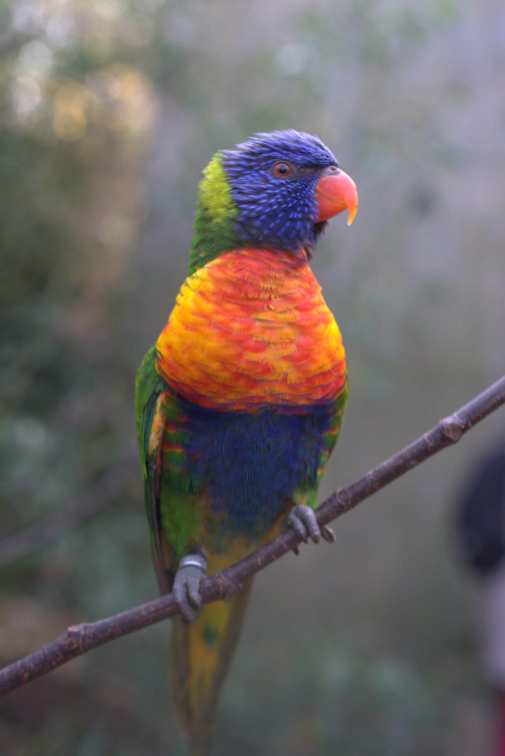 Un loriquet au plumage bleu, vert et orange, perché sur une branche.