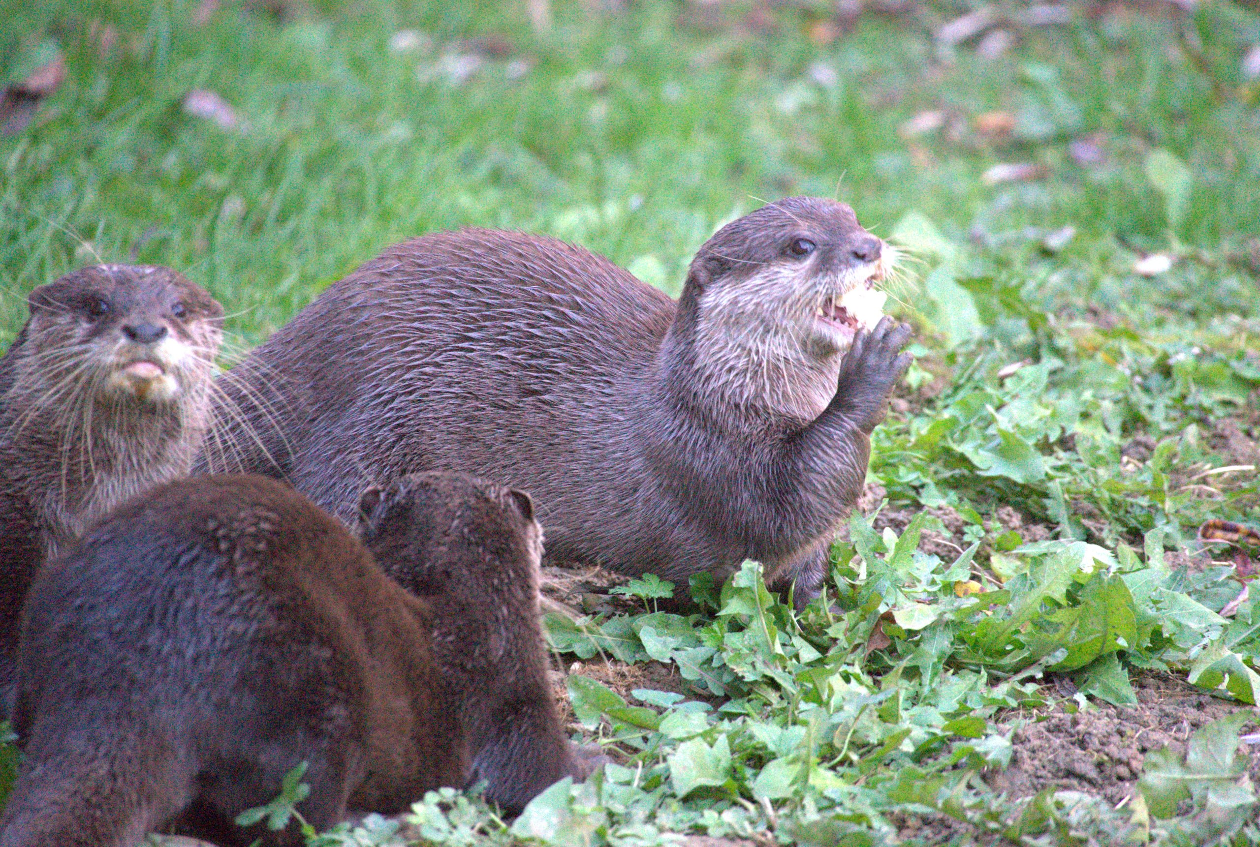 Plusieurs loutres réunies dans l’herbe, dont une porte de la nourriture à sa bouche.