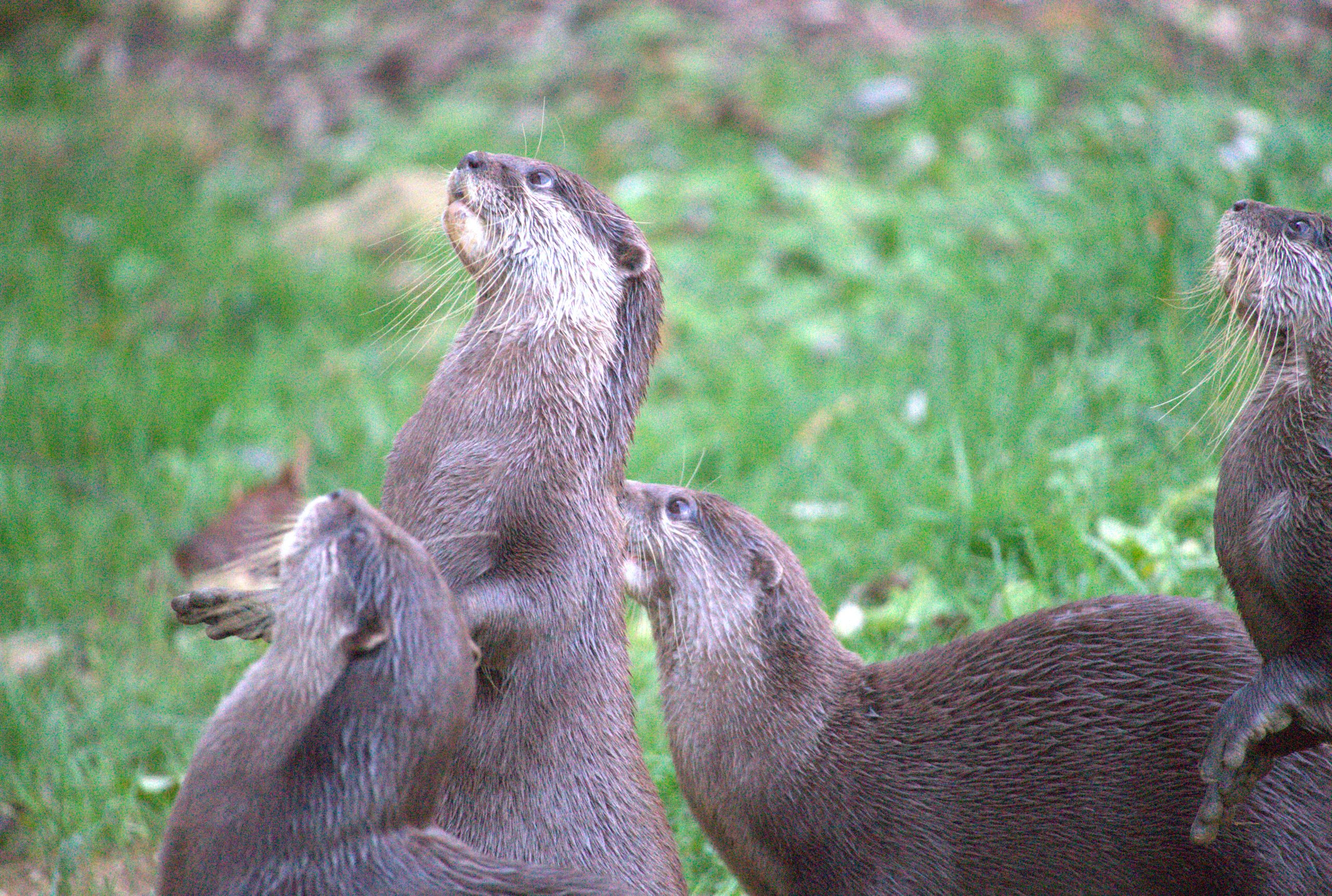 Un groupe de loutres dans l’herbe, le museau levé.