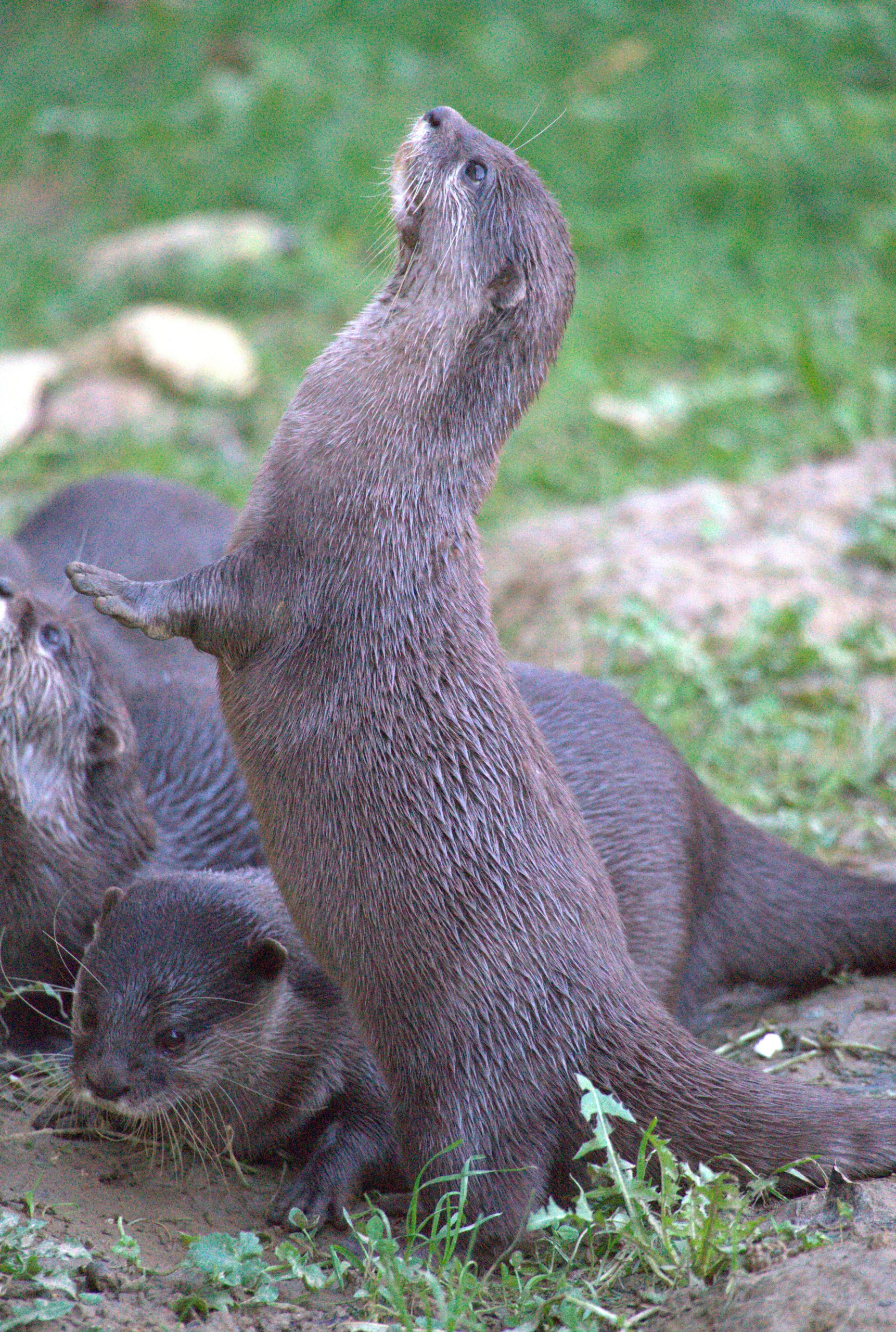 Une loutre dressée sur ses pattes arrière, le museau pointé vers le haut.
