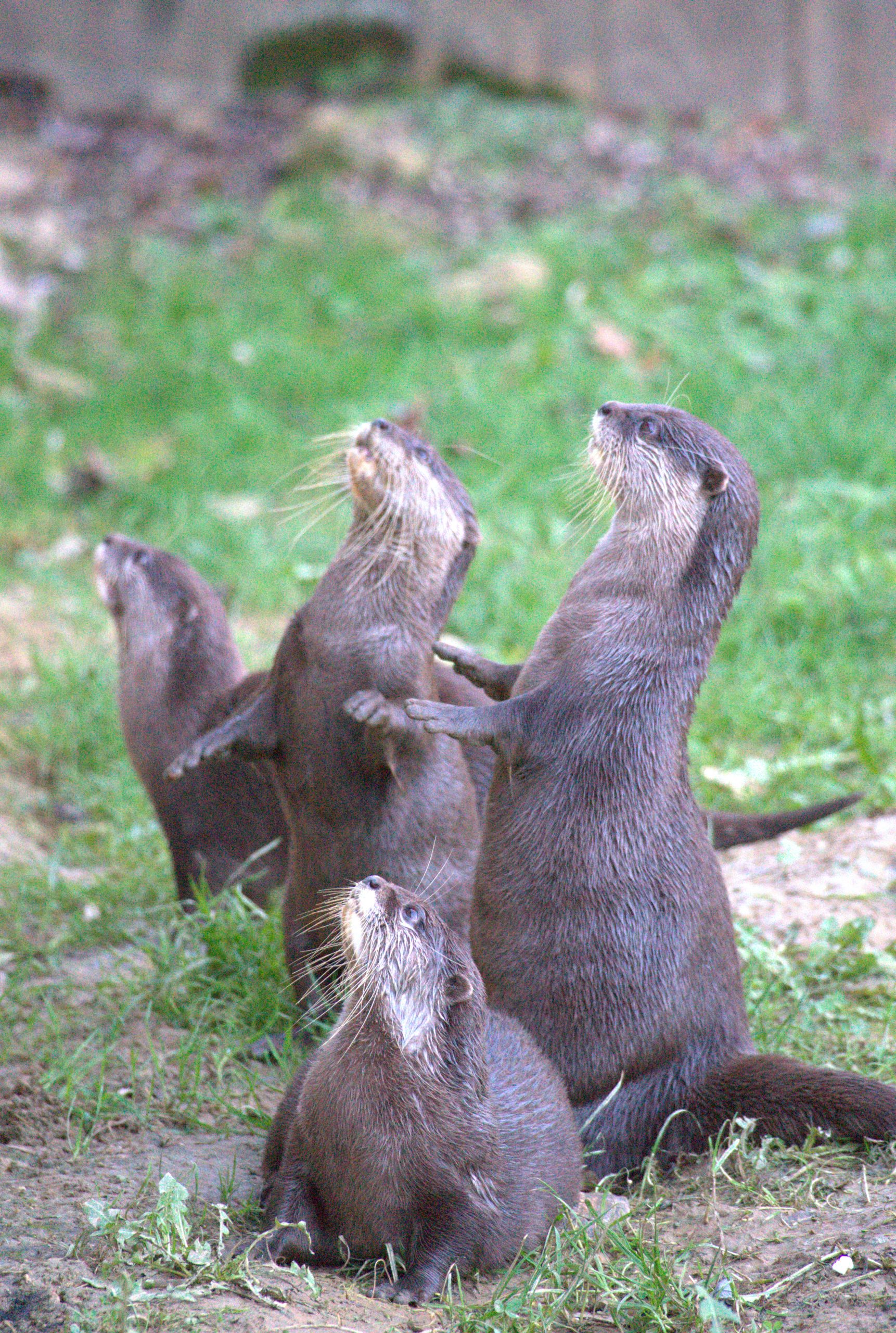 Plusieurs loutres se dressent dans l’herbe en levant la tête.